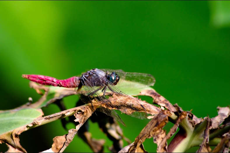 A Crouching Dragonfly